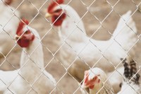 Servizi per contrastare l’insorgenza di focolai delle malattie diffusive del bestiame comprese l’influenza aviaria e la peste suina africana: consultazione preliminare di mercato